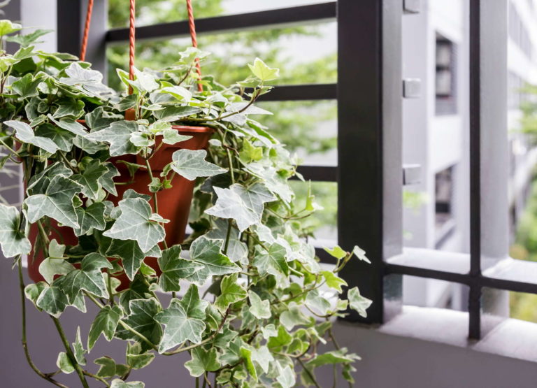 40+ Blumen Für Schattenbalkon, Nicht jeder balkon hat eine begehrte