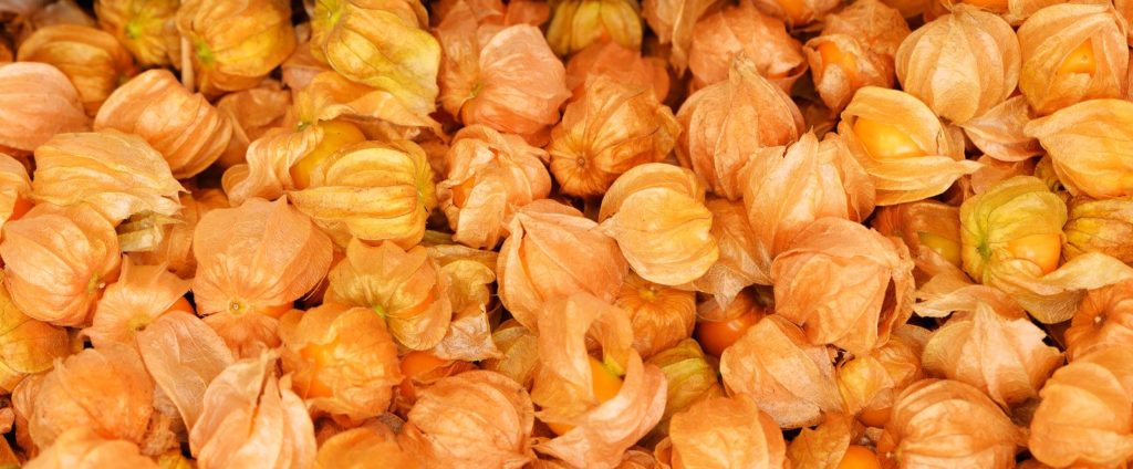 Reife Kapstachelbeeren