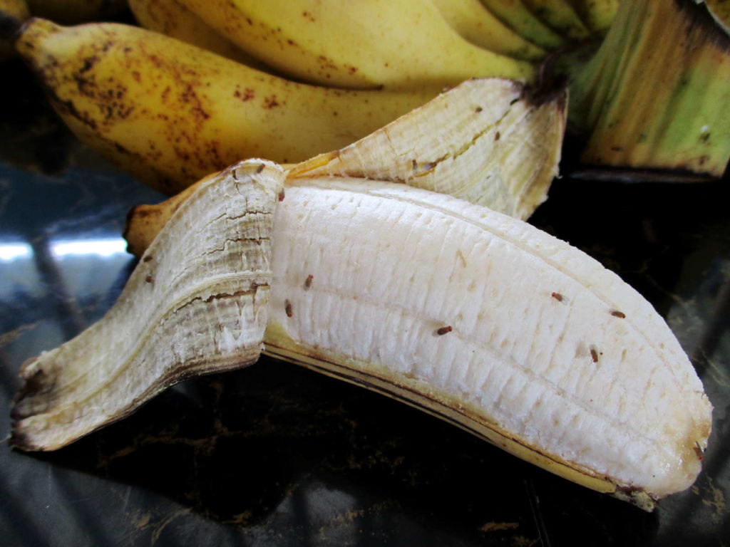Fruchtfliegen auf einer offenen Banane