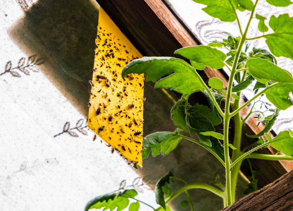Gelbtafel voller Insekten
