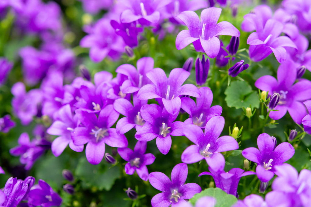 Glockenblume mit lila Blüten