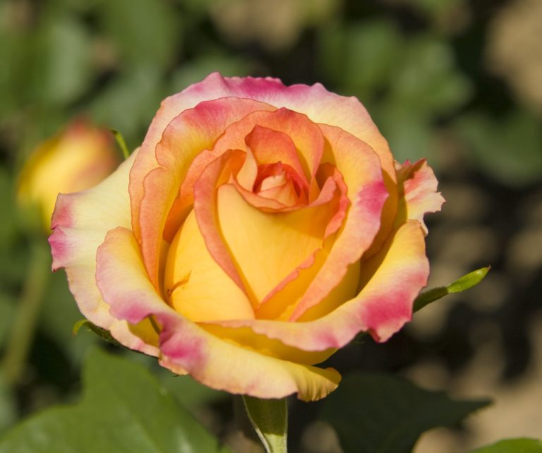 Gelbe Rosen Die 10 schönsten Sorten Plantura