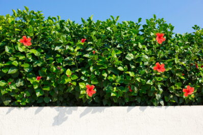 Hibiskus-Hecke: Tipps zu Sortenwahl, Pflanzung & Pflege