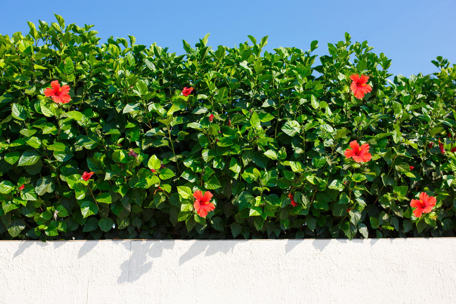 Hibiskus Hecke Tipps Zu Sortenwahl Pflanzung Pflege Plantura