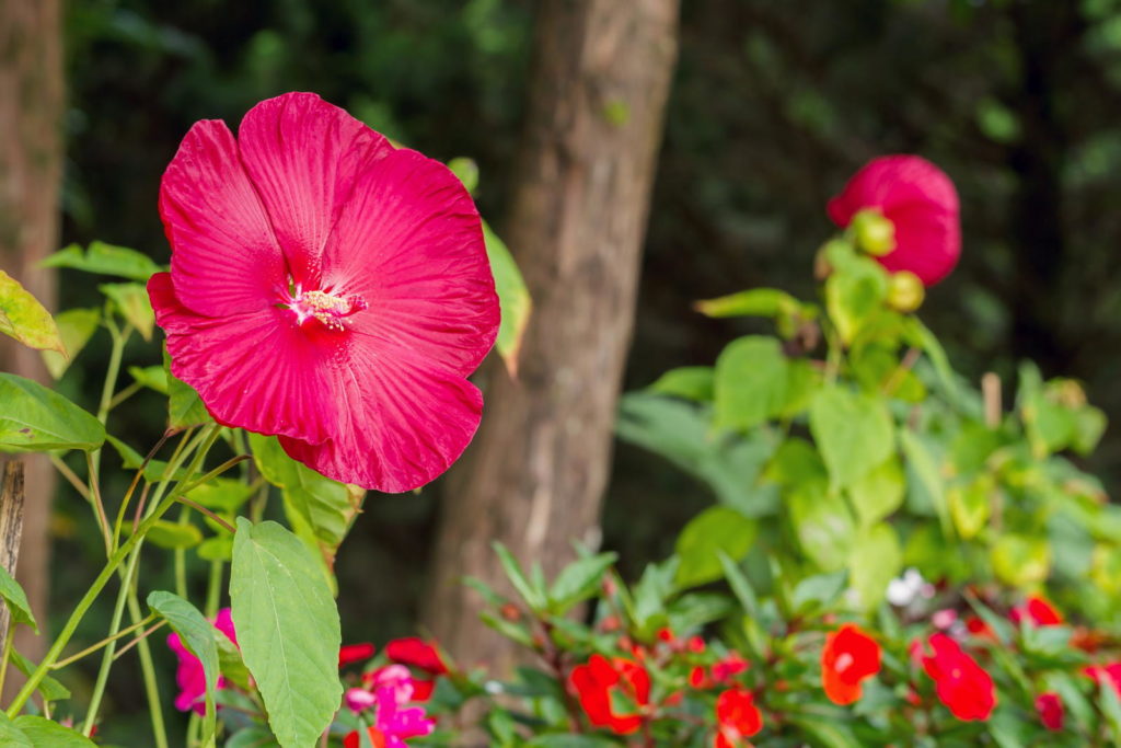 Hibiskussorte Luna-Red  