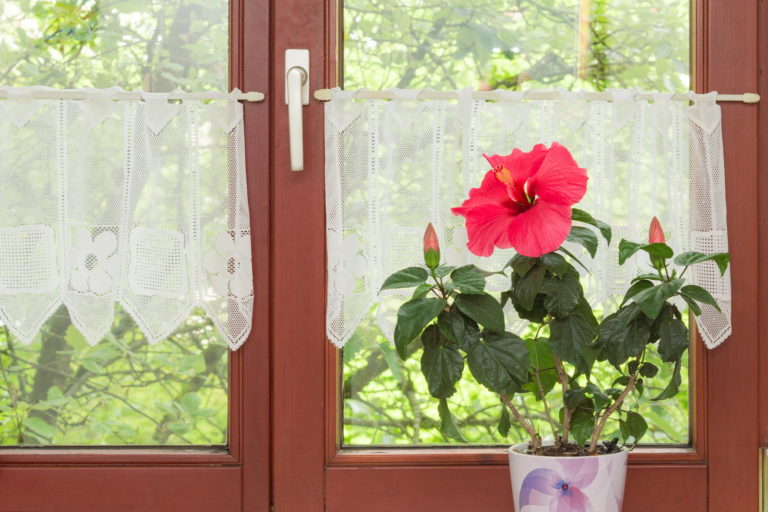 Hibiskus im Topf Tipps zum Pflegen & Umtopfen Plantura