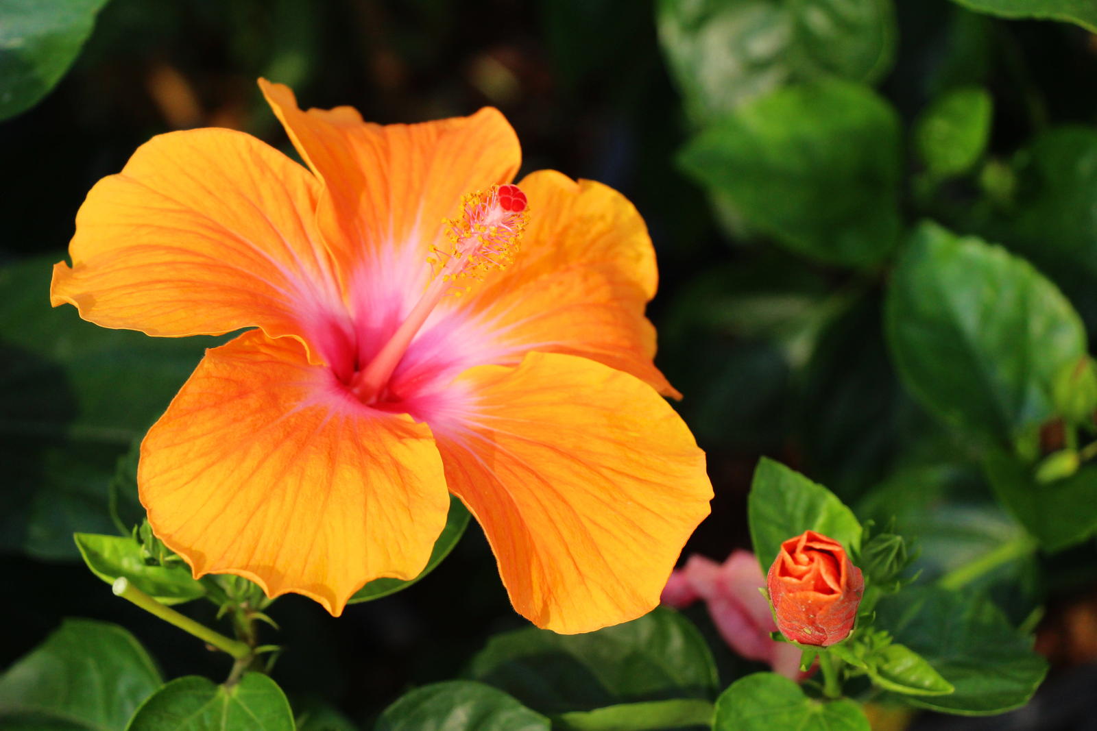 Hibiskus giftig Gefährlich für Katze, Hund & Co? Plantura