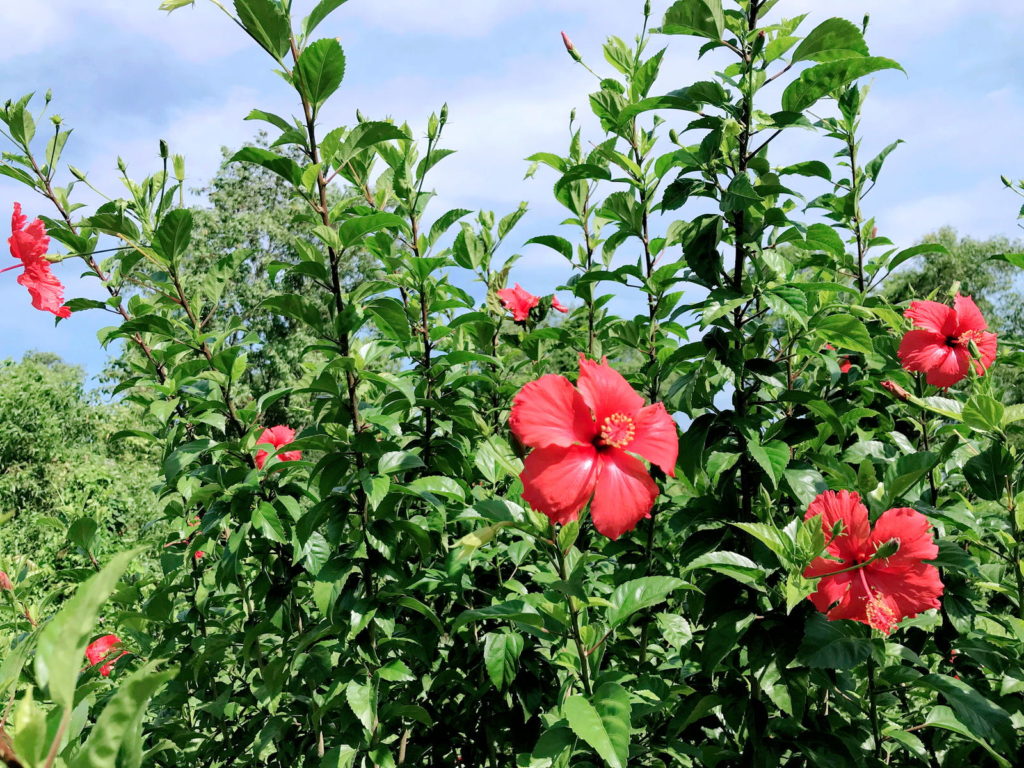 Hibiskus im Freien