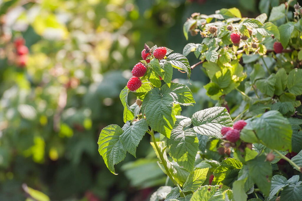 Himbeerpflanze in der Sonne von Nahem