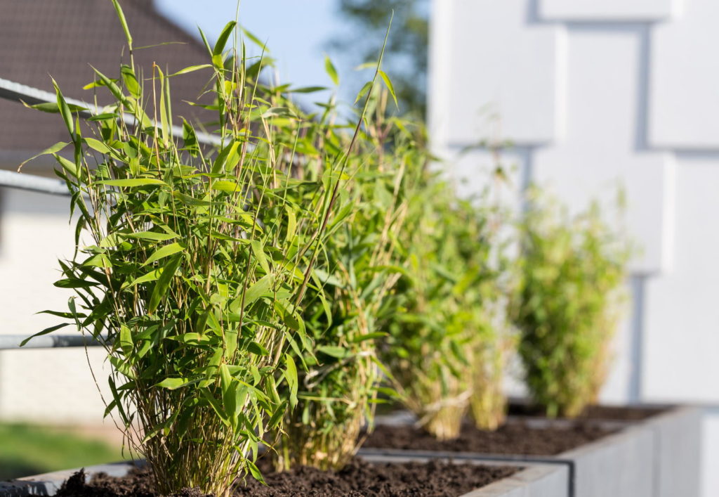 Hoher Schirmbambus im Garten