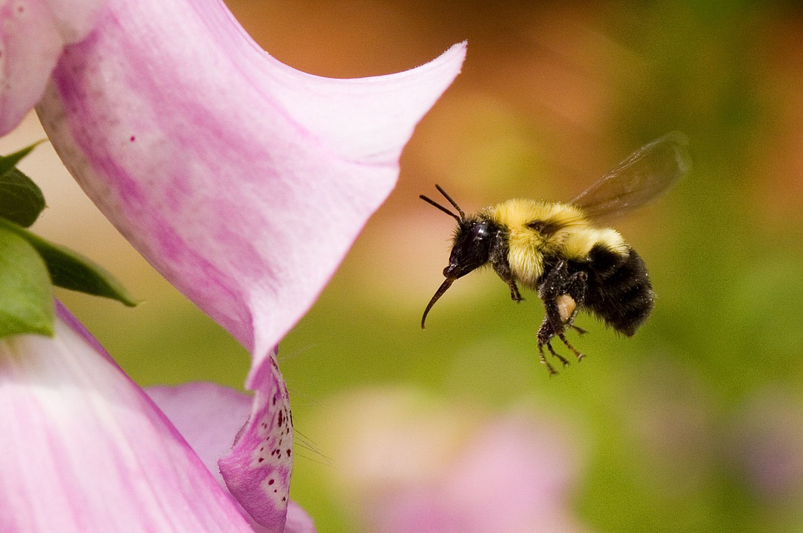 Hummeln 5 Fakten Uber Die Pelzigen Brummer Im Garten Plantura