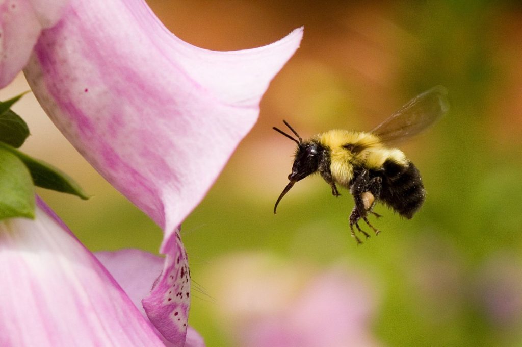 Hummel an rosa Blüte