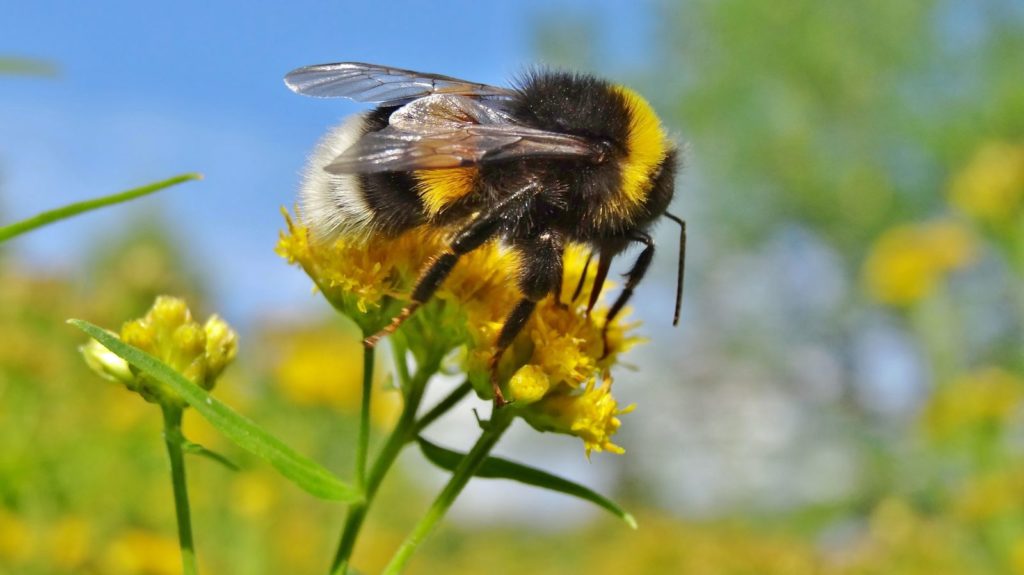 Hummeln 5 Fakten über die pelzigen Brummer im Garten