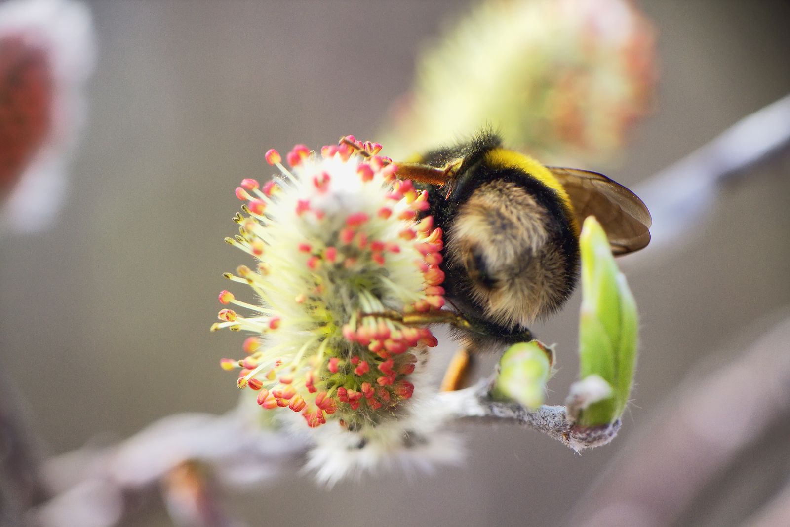 Hummeln 5 Fakten Uber Die Pelzigen Brummer Im Garten Plantura