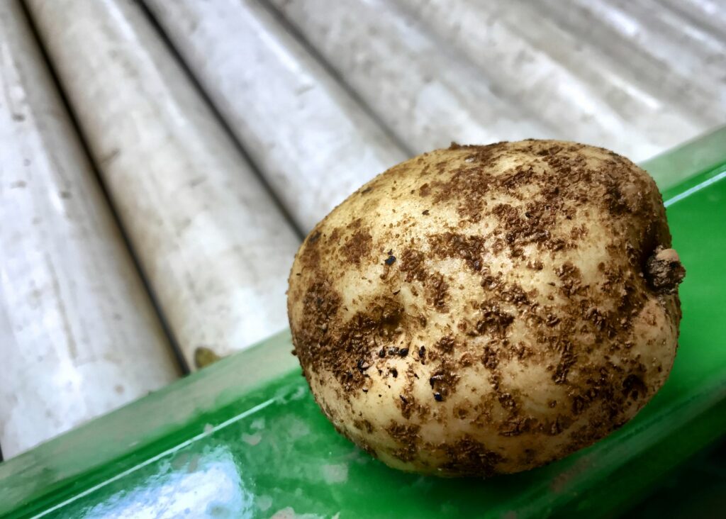 Kartoffel mit rhizoctonia