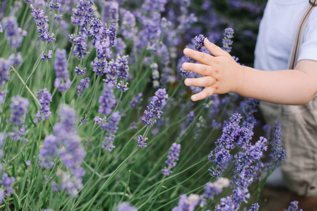 Kinderhand an Lavendel