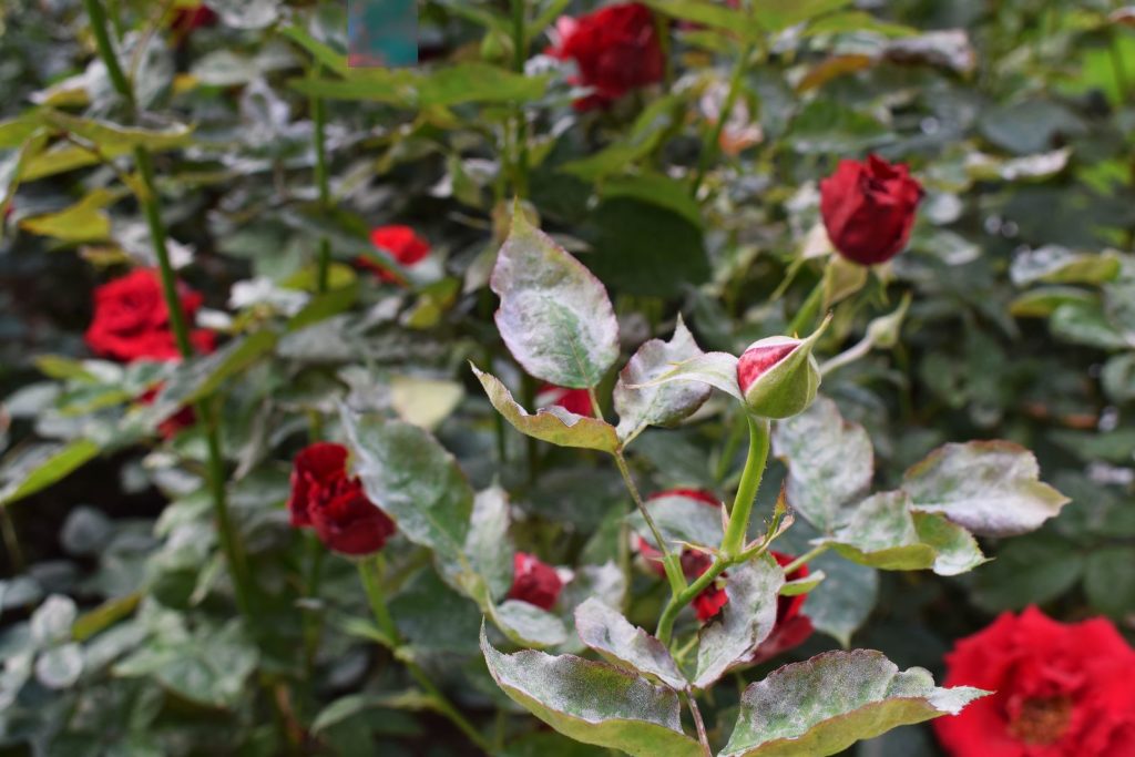 Kranke Rose