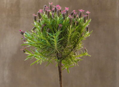 Lavendel-Baum: Lavendel als Bäumchen für Beet & Topf