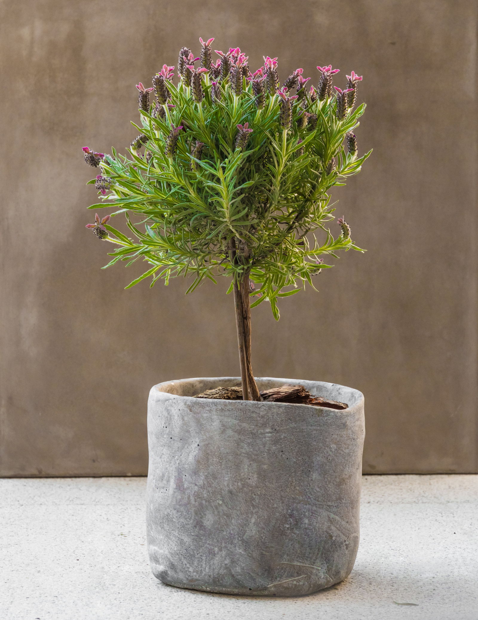 Lavendel Baum Lavendel Als Baumchen Fur Beet Topf Plantura