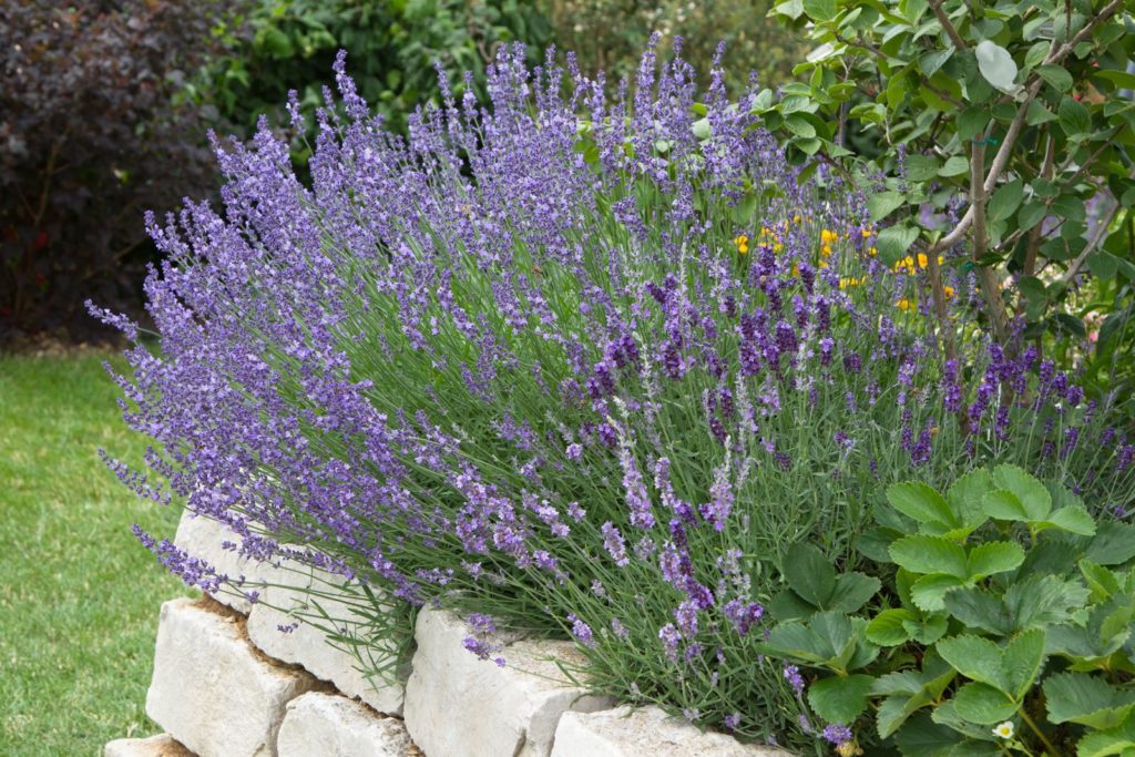 Lavendel im Beet