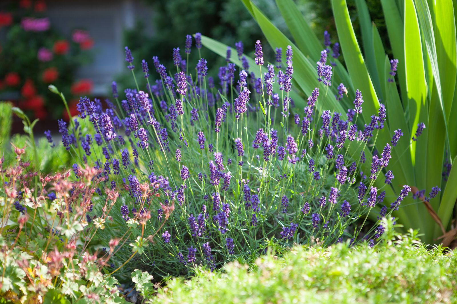 Lavendel gießen Wann & wie viel ist nötig? Plantura