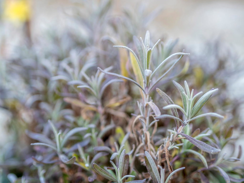 Lavendel im Garten im Winter
