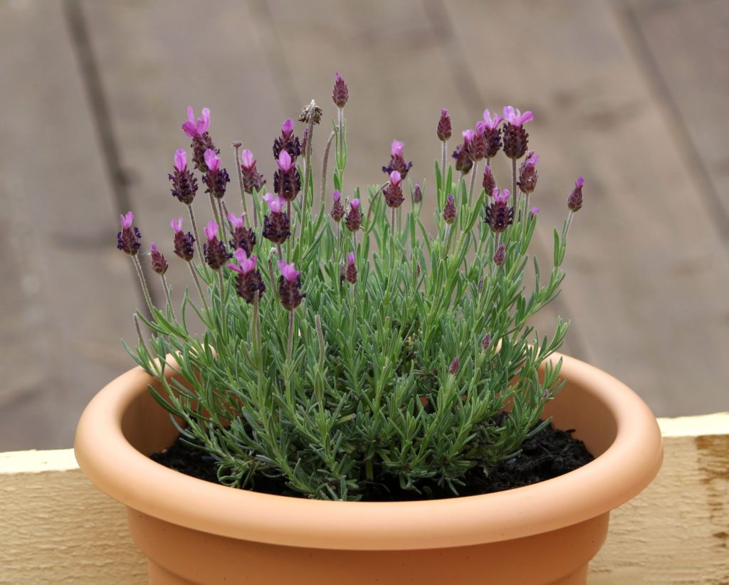 Lavender in pot