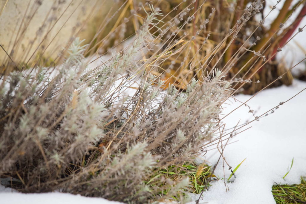 Lavendel im Winter mit Schnee bedeckt 