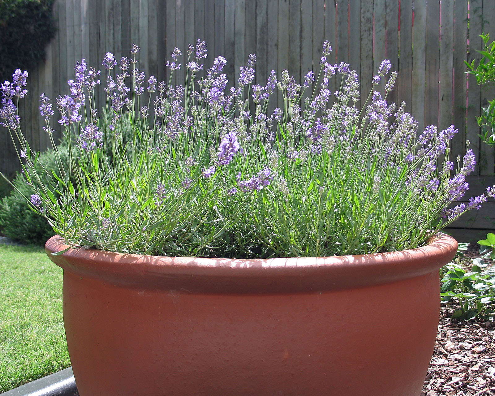 Lavendel vermehren: Vermehrung durch Stecklinge, Aussaat & Teilung
