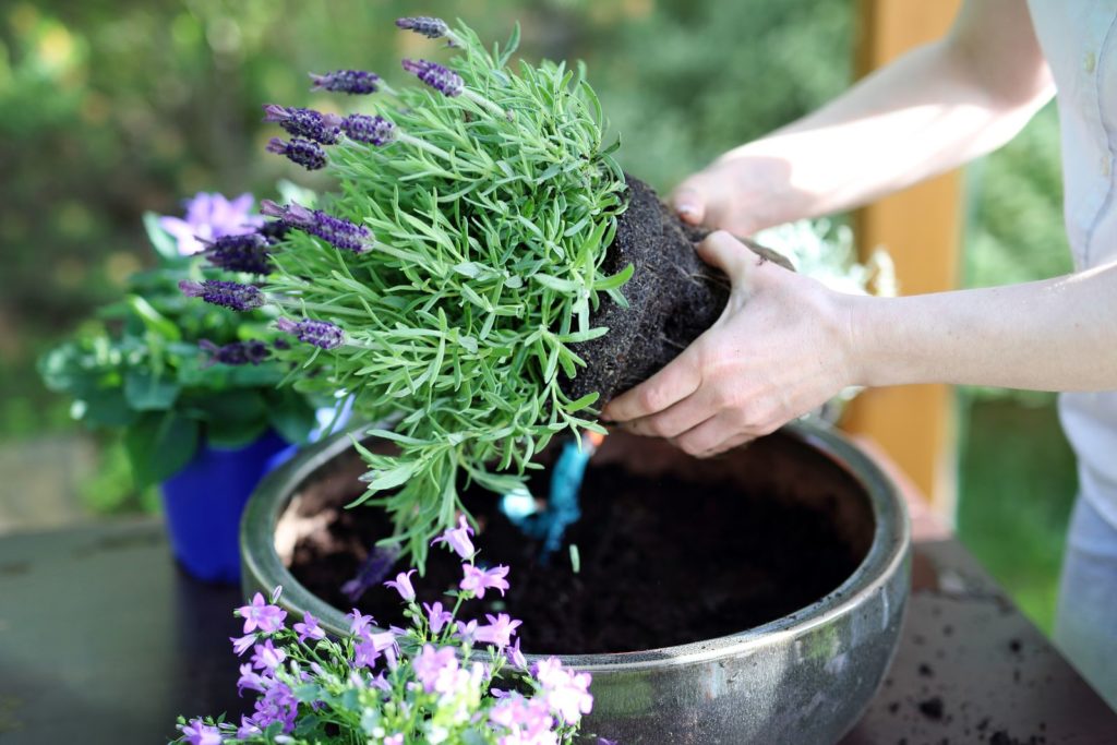 Lavendel in Topf pflanzen
