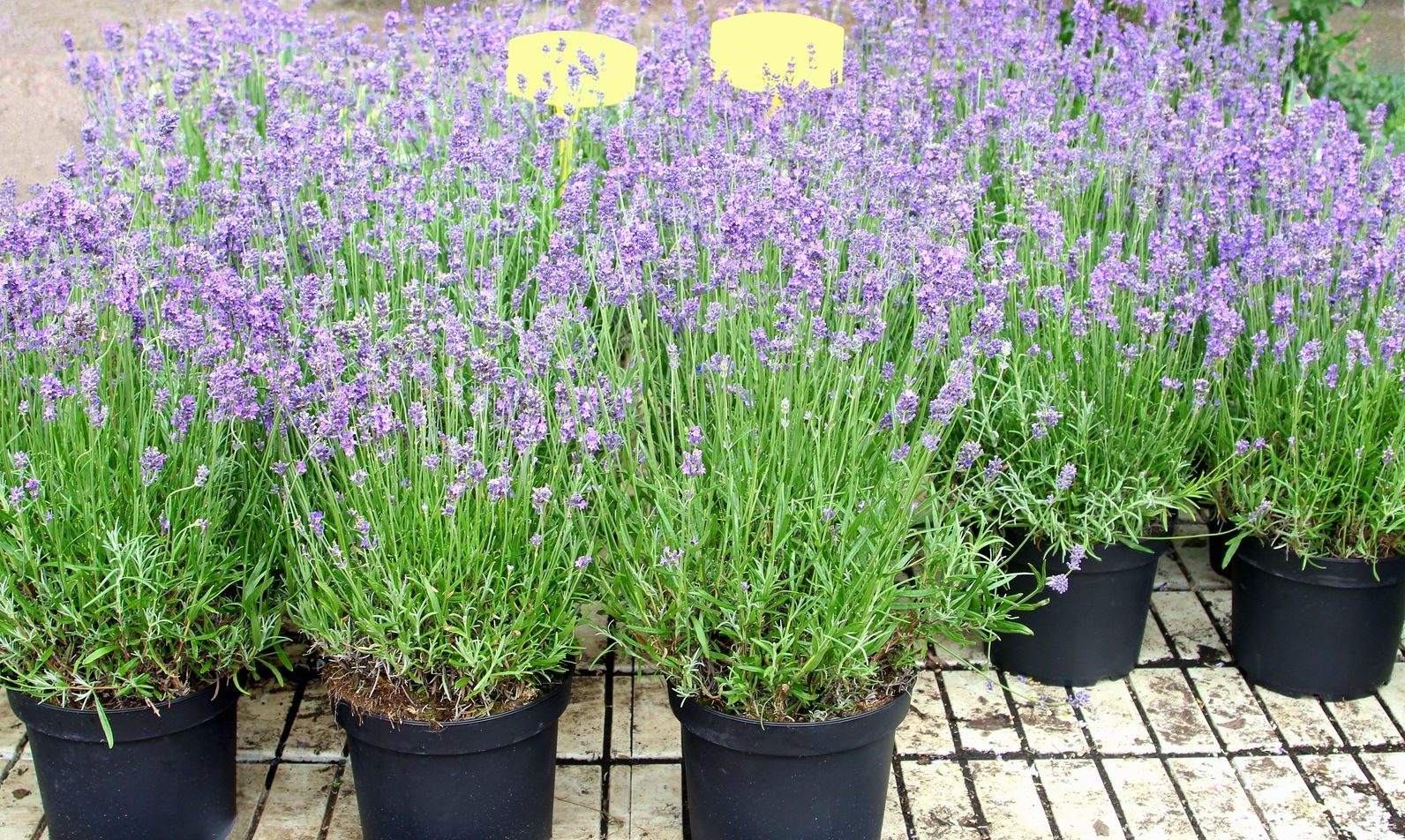 Lavendel Alles Zu Sorten Anbau Pflege Plantura