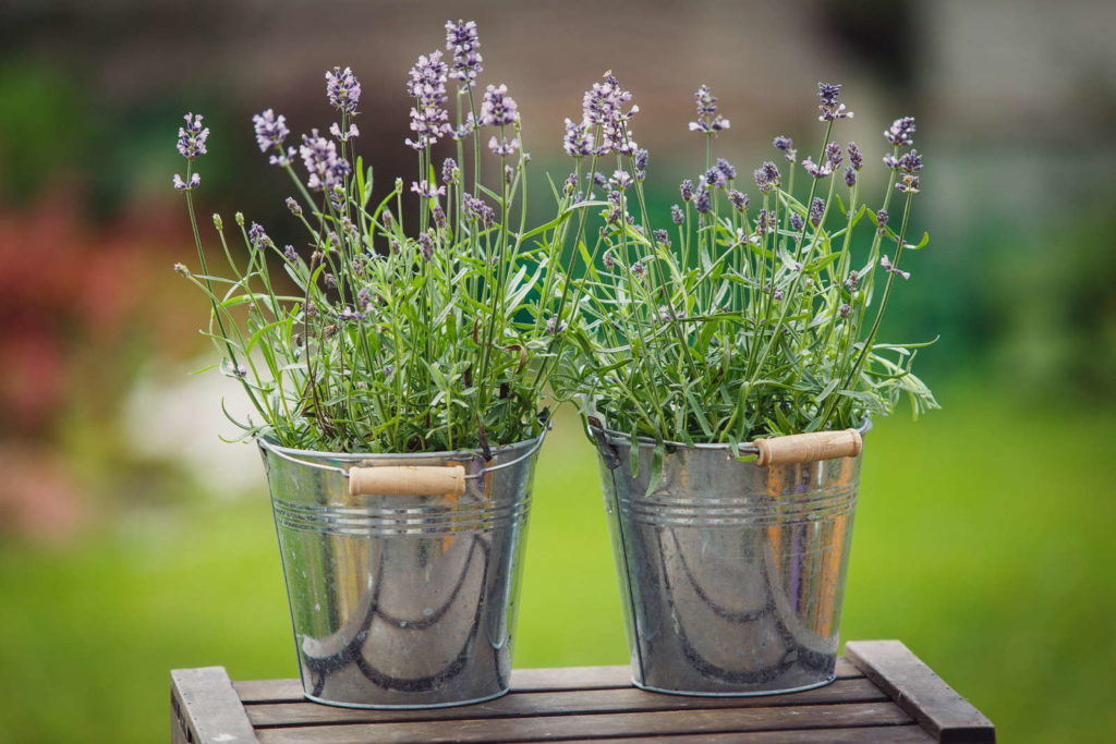 59+ Welcher Lavendel Für Balkon, Der lavendel balkon verwandelt