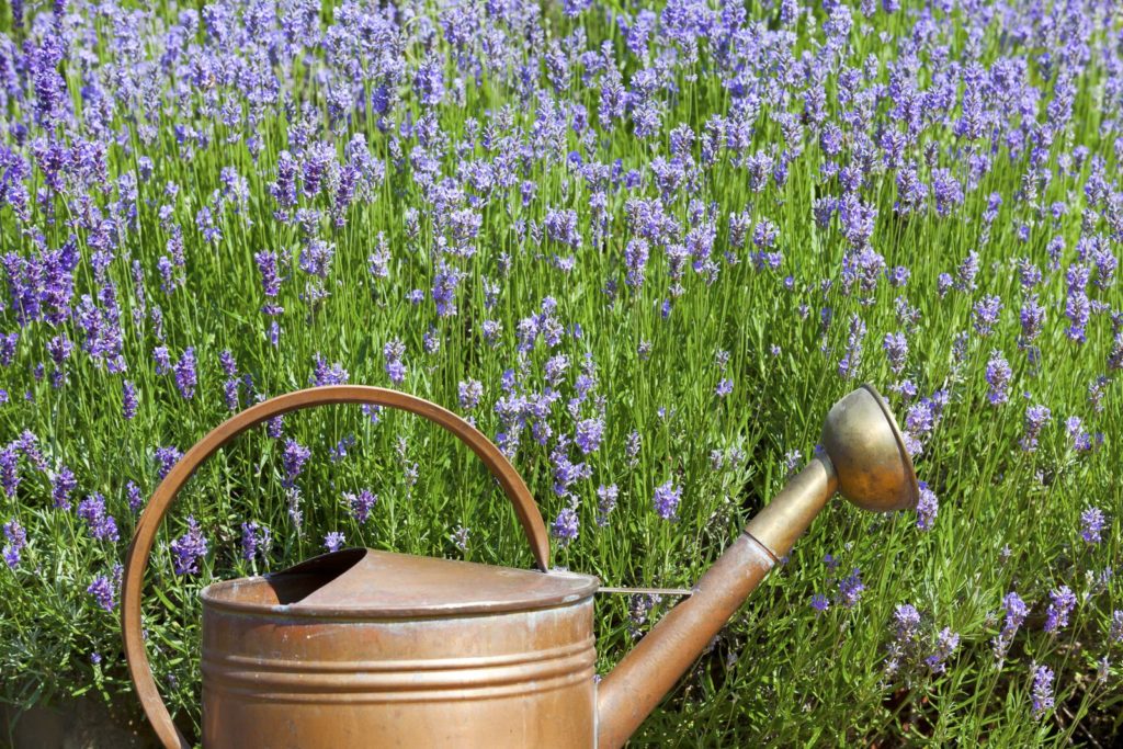 Lavendel Alles zu Sorten, Anbau & Pflege Plantura