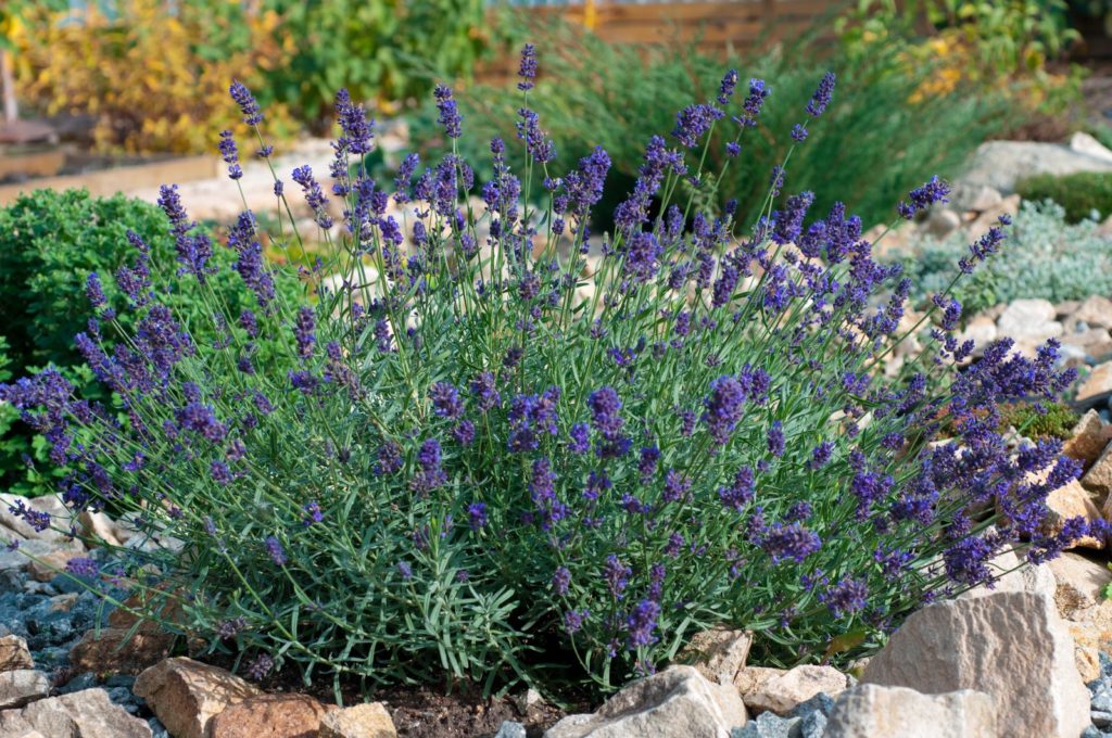Lavender in flowerbed