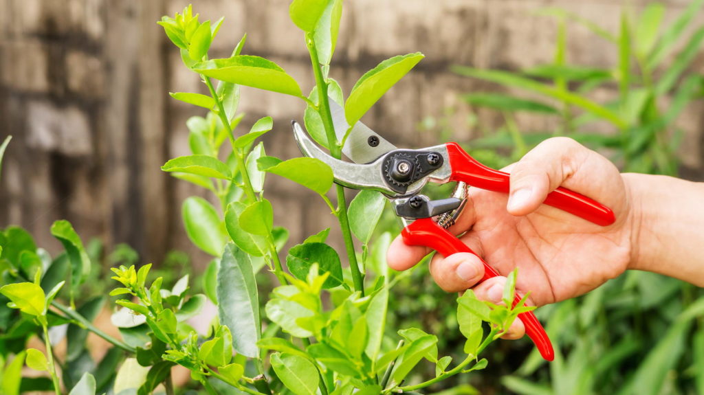 Limette wird mit einer Gartenschere geschnitten