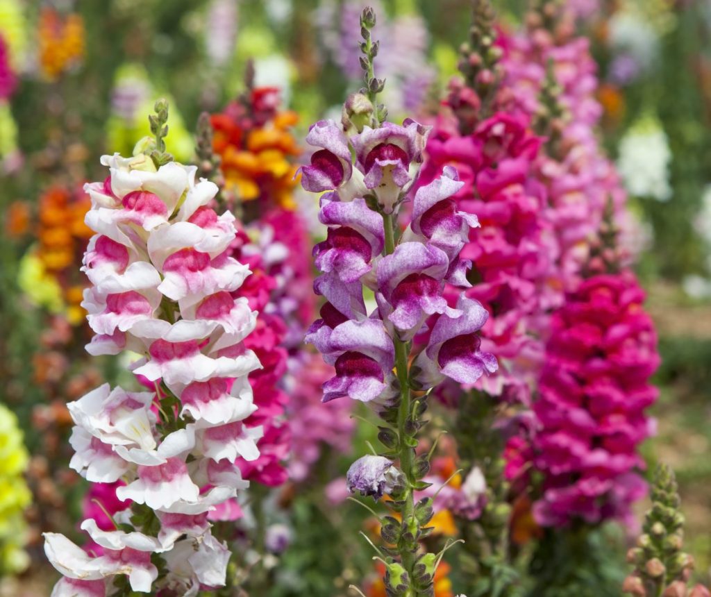 Sommerblumen Die 10 Schönsten für Ihren Garten Plantura