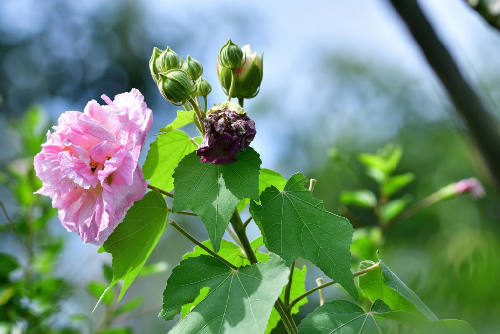 Mandel-Hibiskus mit weißen Blüten