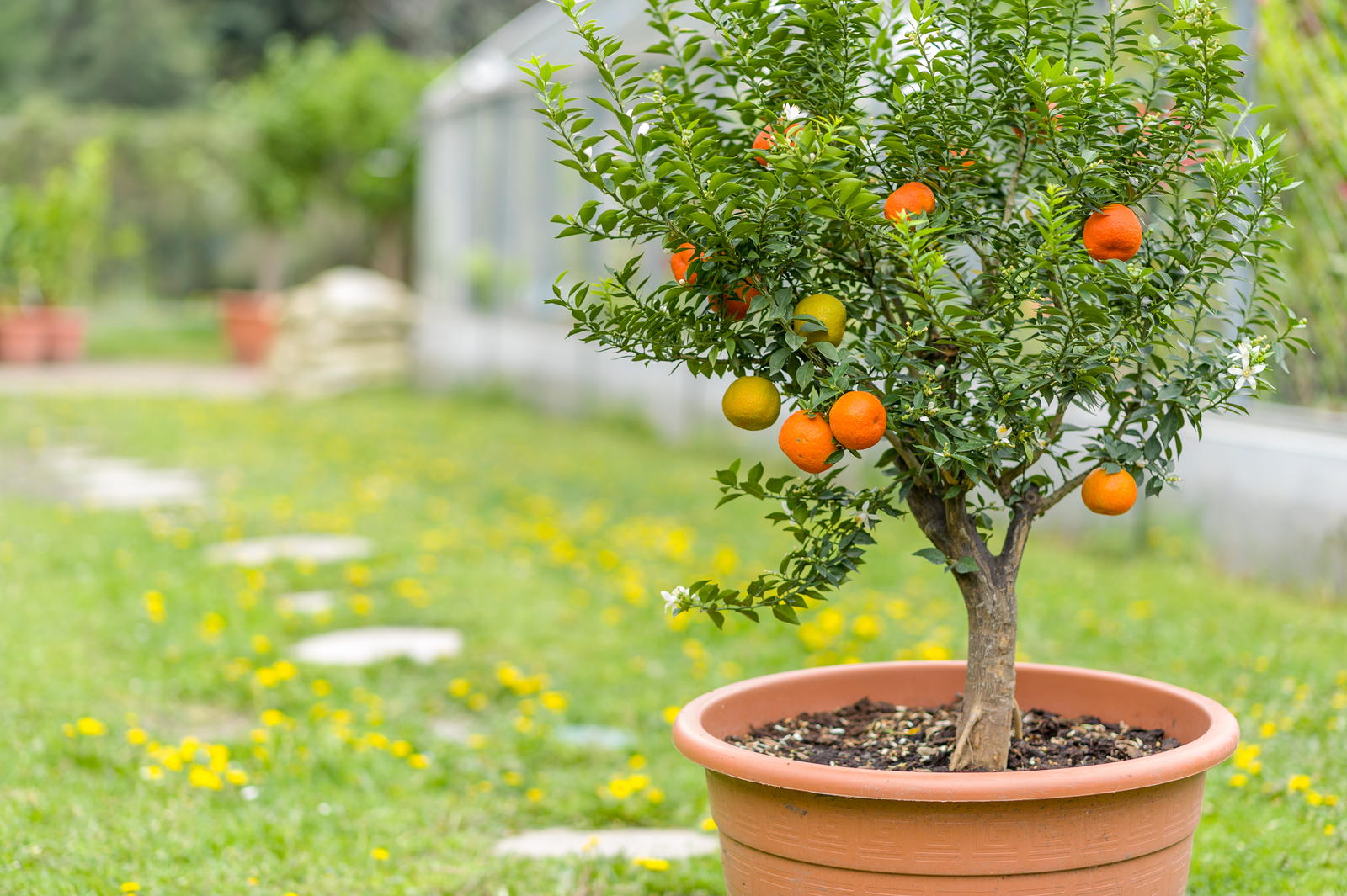 Kübelpflanzen Unsere Top 15 für Balkon & Garten Plantura