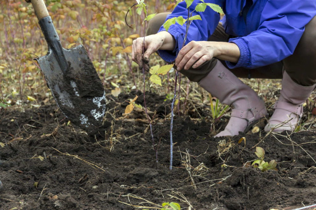 Mann pflanzt Himbeere in Garten