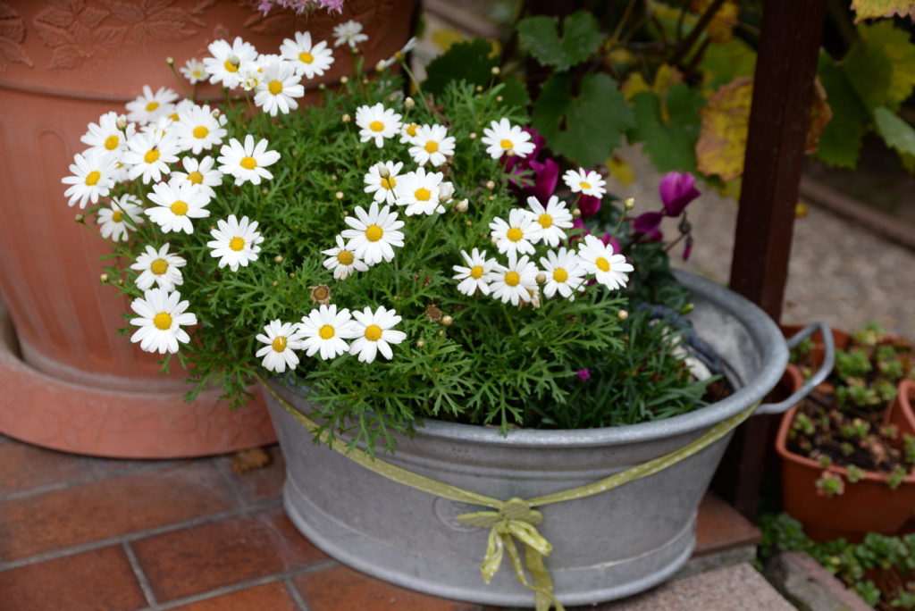 Margerite im Blumentopf