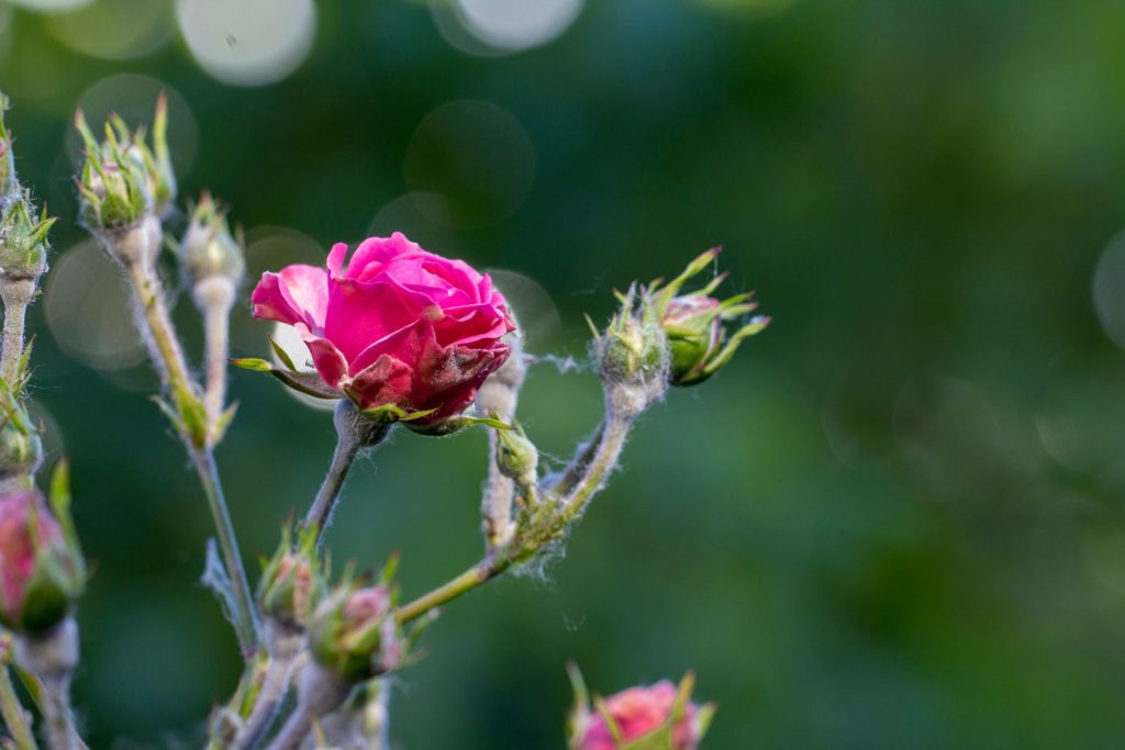 Eine von Mehltau befallene Rose