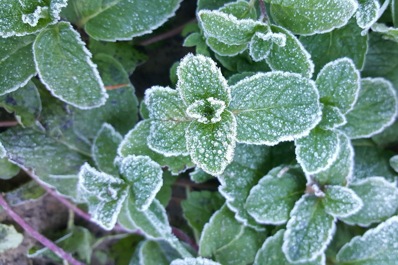Winterharte Krauter Arten Fur Garten Balkon Plantura
