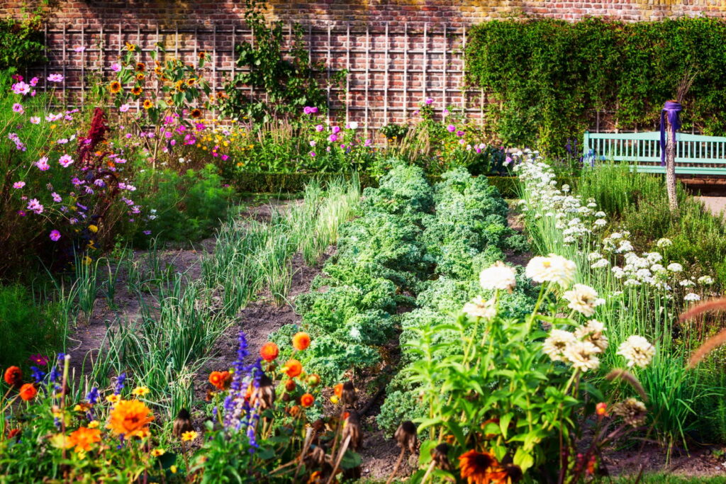 Mischkultur in einem Beet im Garten