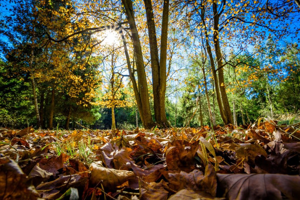 Natur im Wald