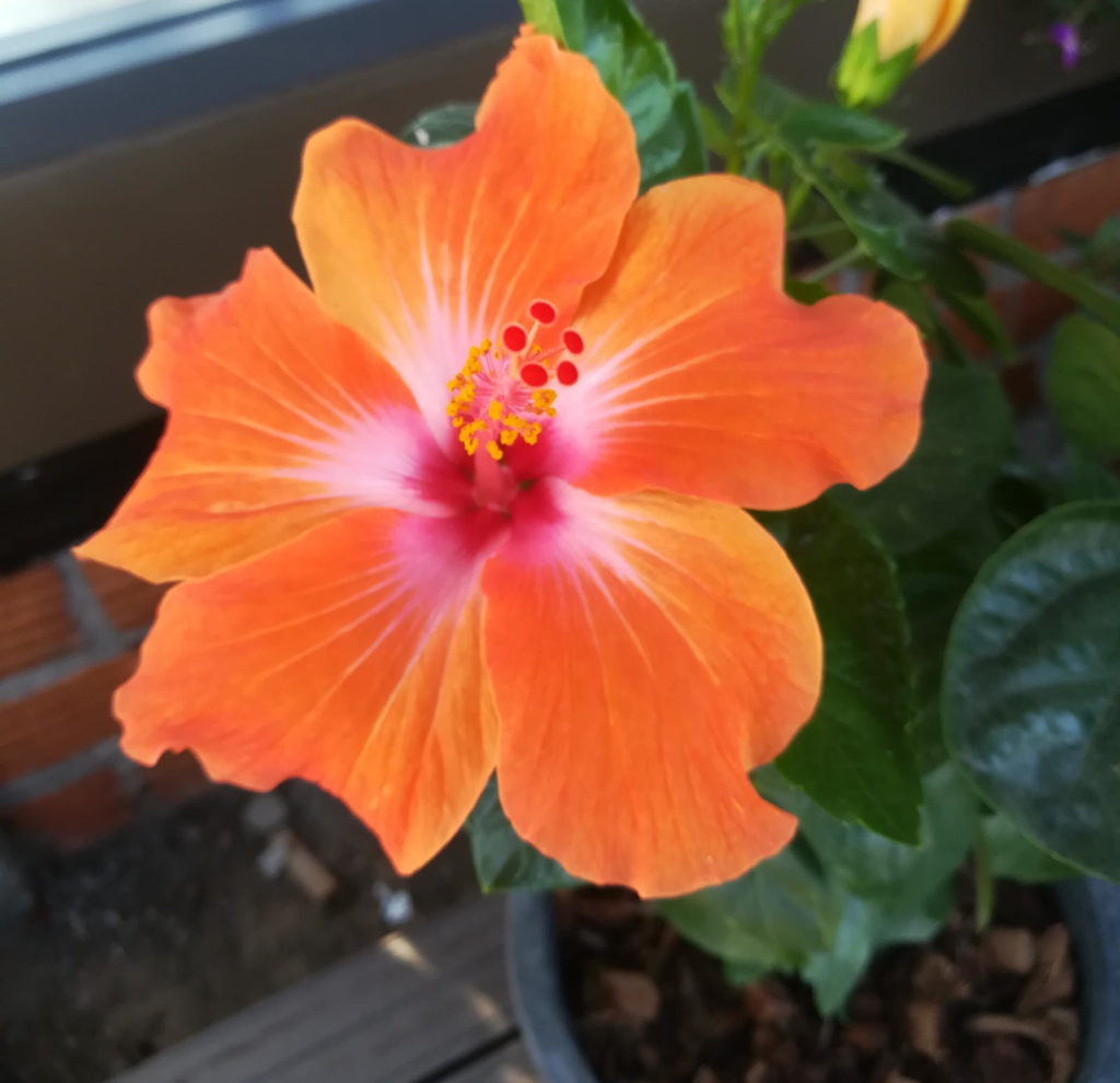 Hibiskus im Topf Tipps zum Pflegen & Umtopfen Plantura