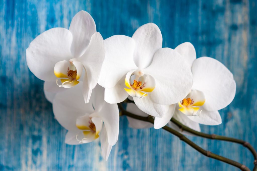 Orchidee