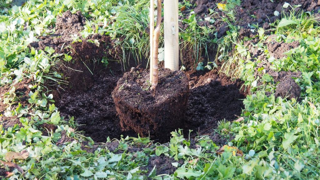 Pfirsichbaum pflanzen VideoAnleitung & Tipps vom Profi Plantura