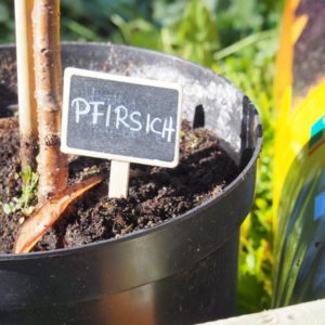 Hochbeet: Fruchtfolge & schädlingsvertreibende Pflanzen