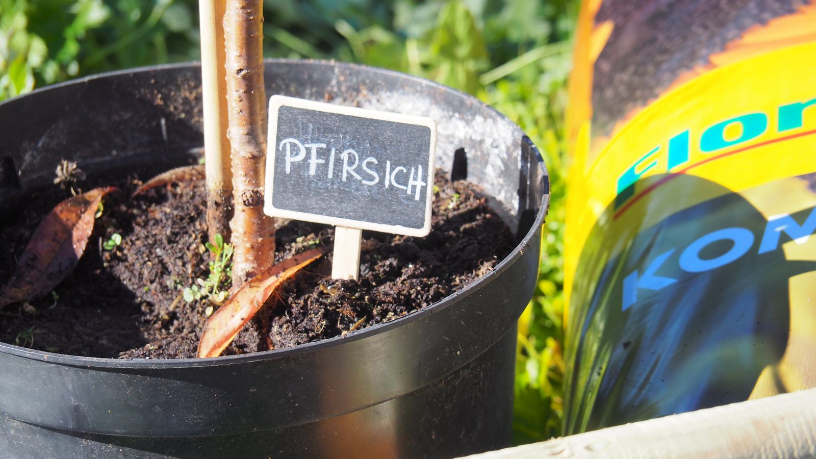 Pfirschichbaum pflanzen Standort & Plantura