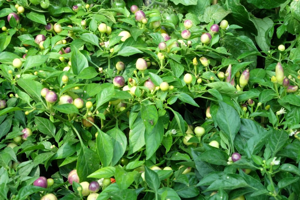 Chili-Baum